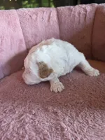 Mickey 🐾Mini , a male Miniature Goldendoodle for sale in Bristol, TN – 10 of 10