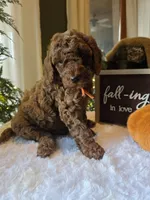Charlie , a male Poodle - Miniature  for sale in Bristol, TN – 3 of 10