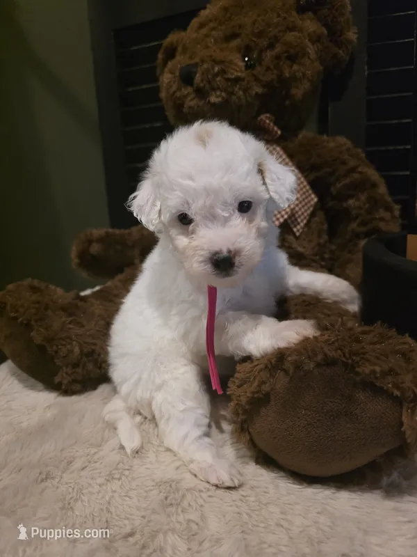Pink girl  – Miniature Goldendoodle puppy for sale in Bristol, TN