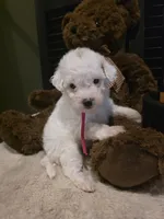 Pink girl , a female Miniature Goldendoodle for sale in Bristol, TN – 1 of 9