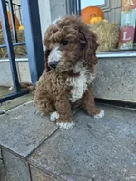 Tux , a male Poodle - Miniature  for sale in Bristol, TN – 2 of 7