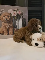 Colton 🐾 Mini, a female Miniature Bernedoodle for sale in Bristol, TN – Photo 2 of 10