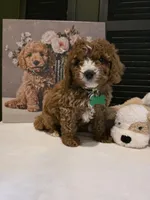 Colton 🐾 Mini, a female Miniature Bernedoodle for sale in Bristol, TN – Photo 9 of 10