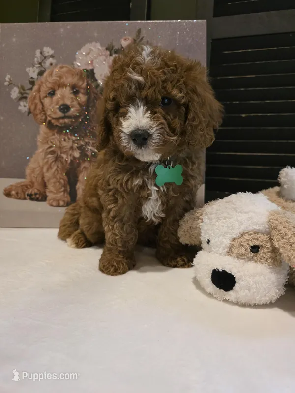 Colton 🐾 Mini, a female Miniature Bernedoodle for sale in Bristol, TN – Photo 1 of 10
