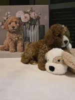 Colton 🐾 Mini, a female Miniature Bernedoodle for sale in Bristol, TN – Photo 4 of 10