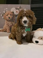 Colton 🐾 Mini, a female Miniature Bernedoodle for sale in Bristol, TN – Photo 10 of 10