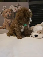 Colton 🐾 Mini, a female Miniature Bernedoodle for sale in Bristol, TN – Photo 5 of 10