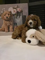 Colton 🐾 Mini, a female Miniature Bernedoodle for sale in Bristol, TN – Photo 3 of 10