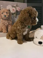 Colton 🐾 Mini, a female Miniature Bernedoodle for sale in Bristol, TN – Photo 8 of 10