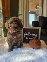 Sadie , a male Miniature Goldendoodle for sale in Bristol, TN – 4 of 10