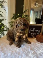 Benny , a male Miniature Goldendoodle for sale in Bristol, TN – 2 of 10