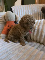 Cooper , a female Miniature Goldendoodle for sale in Bristol, TN – 8 of 10