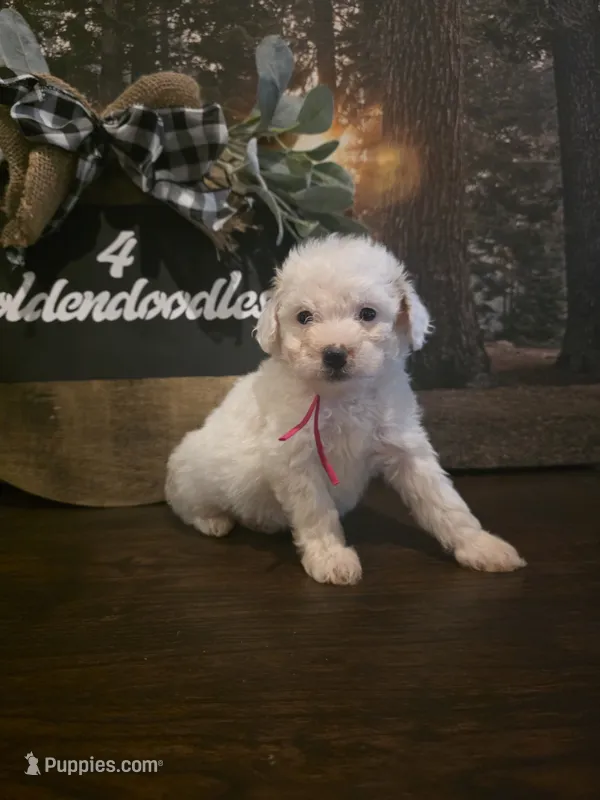 Pink girl  – Miniature Goldendoodle puppy for sale in Bristol, TN