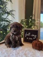 Buddy , a male Miniature Goldendoodle for sale in Bristol, TN – 5 of 10