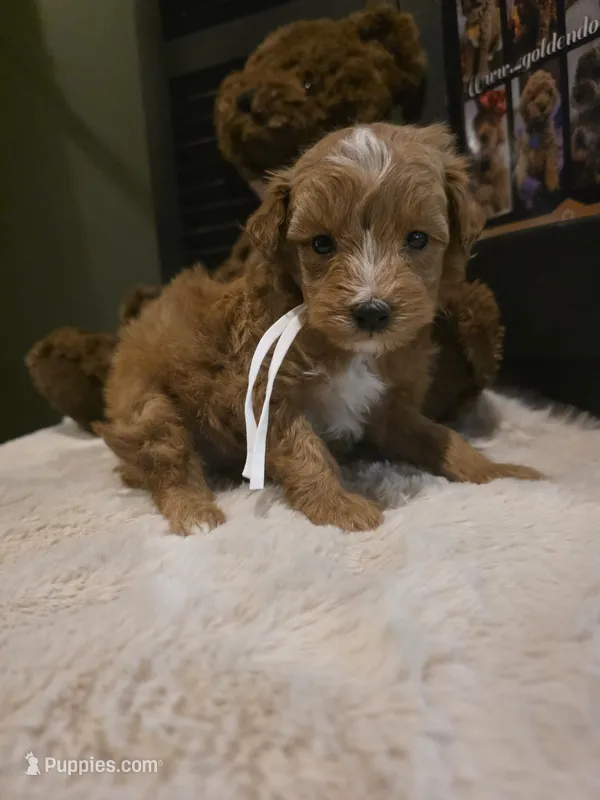White collar  – Miniature Goldendoodle puppy for sale in Bristol, TN