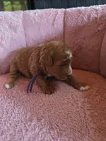 Minnie 🐾 Mini , a female Miniature Goldendoodle for sale in Bristol, TN – 5 of 10