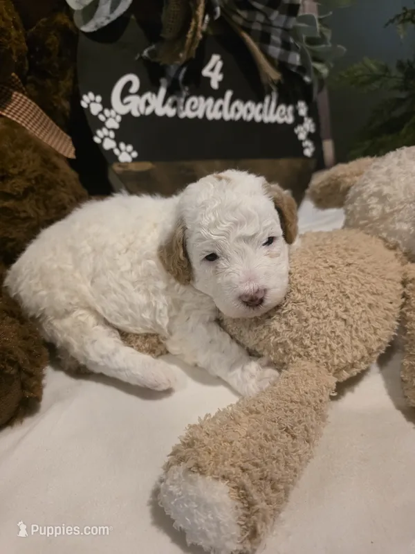 Mickey 🐾Mini  – Miniature Goldendoodle puppy for sale in Bristol, TN