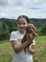 Cooper , a female Miniature Goldendoodle for sale in Bristol, TN – 3 of 10