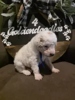 Blue collar , a male Miniature Goldendoodle for sale in Bristol, TN – 7 of 10