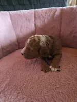 Minnie 🐾 Mini , a female Miniature Goldendoodle for sale in Bristol, TN – 6 of 10