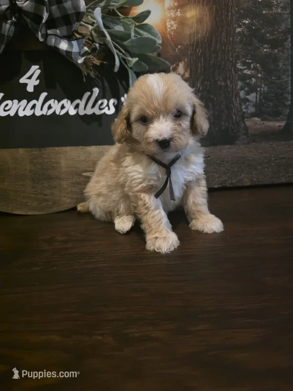 Black collar  – Miniature Goldendoodle puppy for sale in Bristol, TN