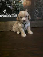 Black collar Micro Mini , a male Miniature Goldendoodle for sale in Bristol, TN – 6 of 7
