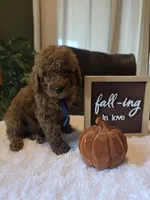 Bentley , a male Miniature Goldendoodle for sale in Bristol, TN – 7 of 10