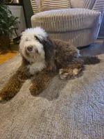 Nash , a male Miniature Bernedoodle for sale in Bristol, TN – 7 of 9