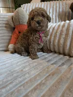 Gracie , a female Miniature Goldendoodle for sale in Bristol, TN – 3 of 10