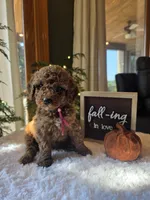 Sadie , a male Miniature Goldendoodle for sale in Bristol, TN – 9 of 10