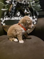Orange collar , a male Miniature Goldendoodle for sale in Bristol, TN – 4 of 10