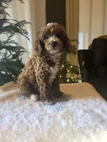 Tux , a male Poodle - Miniature  for sale in Bristol, TN – 5 of 7