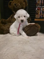 Pink girl , a female Miniature Goldendoodle for sale in Bristol, TN – 4 of 9