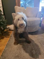 Nash , a male Miniature Bernedoodle for sale in Bristol, TN – 4 of 9