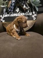 White collar , a male Miniature Goldendoodle for sale in Bristol, TN – 3 of 10