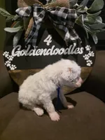 Blue collar , a male Miniature Goldendoodle for sale in Bristol, TN – 4 of 10