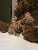 Valley 🎀 Micro Mini , a female Miniature Goldendoodle for sale in Bristol, TN – Photo 6 of 9