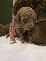 Valley 🎀 Micro Mini , a female Miniature Goldendoodle for sale in Bristol, TN – Photo 4 of 9