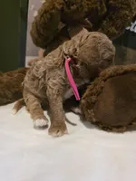 Valley 🎀 Micro Mini , a female Miniature Goldendoodle for sale in Bristol, TN – Photo 7 of 9