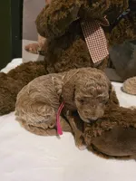 Valley 🎀 Micro Mini , a female Miniature Goldendoodle for sale in Bristol, TN – Photo 8 of 9