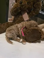 Valley 🎀 Micro Mini , a female Miniature Goldendoodle for sale in Bristol, TN – Photo 5 of 9