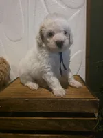 Blue collar micro mini , a male Miniature Goldendoodle for sale in Bristol, TN – 4 of 9