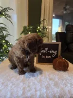 Buddy , a male Miniature Goldendoodle for sale in Bristol, TN – 3 of 10