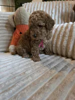 Gracie , a female Miniature Goldendoodle for sale in Bristol, TN – 6 of 10