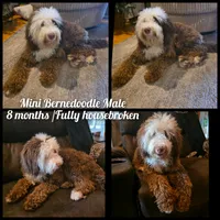 Nash , a male Miniature Bernedoodle for sale in Bristol, TN – 3 of 9