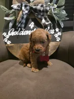 Red collar , a male Miniature Goldendoodle for sale in Bristol, TN – 5 of 10
