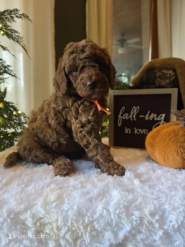 Charlie  – Poodle - Miniature  puppy for sale in Bristol, TN