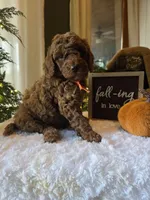Charlie , a male Poodle - Miniature  for sale in Bristol, TN – 1 of 10