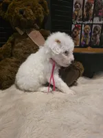 Pink girl , a female Miniature Goldendoodle for sale in Bristol, TN – 3 of 9