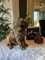 Benny , a male Miniature Goldendoodle for sale in Bristol, TN – 5 of 10